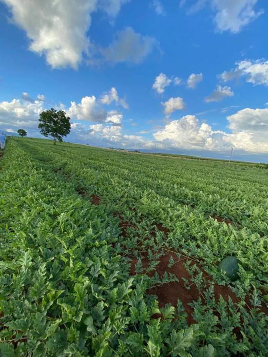 Campi di produzione ortofrutticola dell'azienda Santonicola Fruit