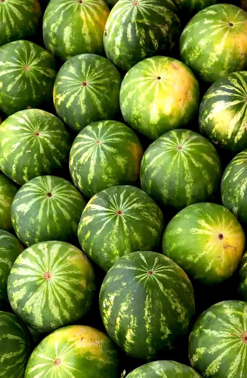 Cocomeri coltivati dall'azienda agricola Santonicola Fruit