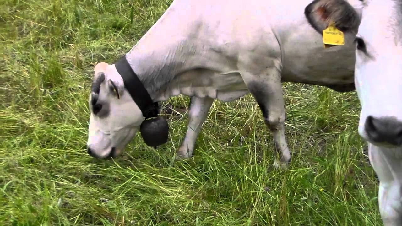 Centro Carni Valerio - La Grotta di Porretta, macelleria storica a Porretta Terme
