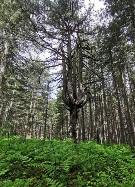 La foresta della Sila Grande, raggiungibile da Apica Village