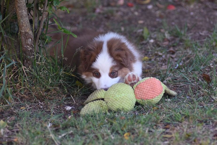 Cuccioli di Miniature American Shepherd dell'allevamento KIRIELEISON KENNEL