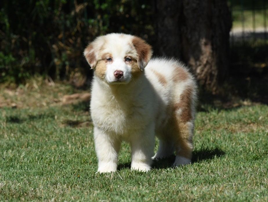 Esemplari di Pastore Australiano dell'allevamento KIRIELEISON KENNEL