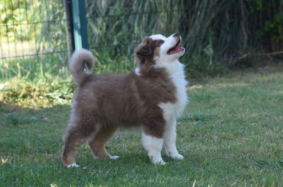 Esemplare adulto di Australian Shepherd allevato da KIRIELEISON KENNEL