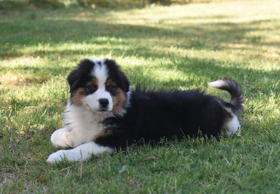 Pastore Australiano selezionato presso KIRIELEISON KENNEL a Viterbo