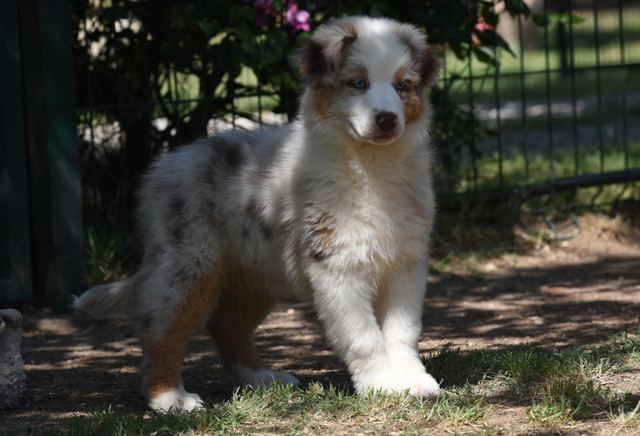 KIRIELEISON KENNEL DI GIULIARELLI MASSIMILIANO