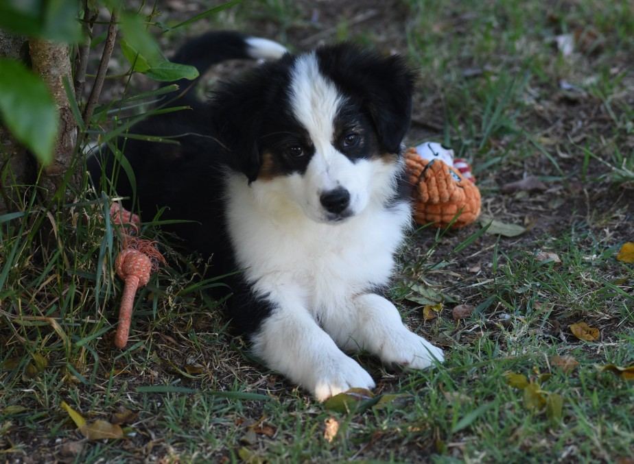 Gruppo di cuccioli Miniature American Shepherd di KIRIELEISON KENNEL