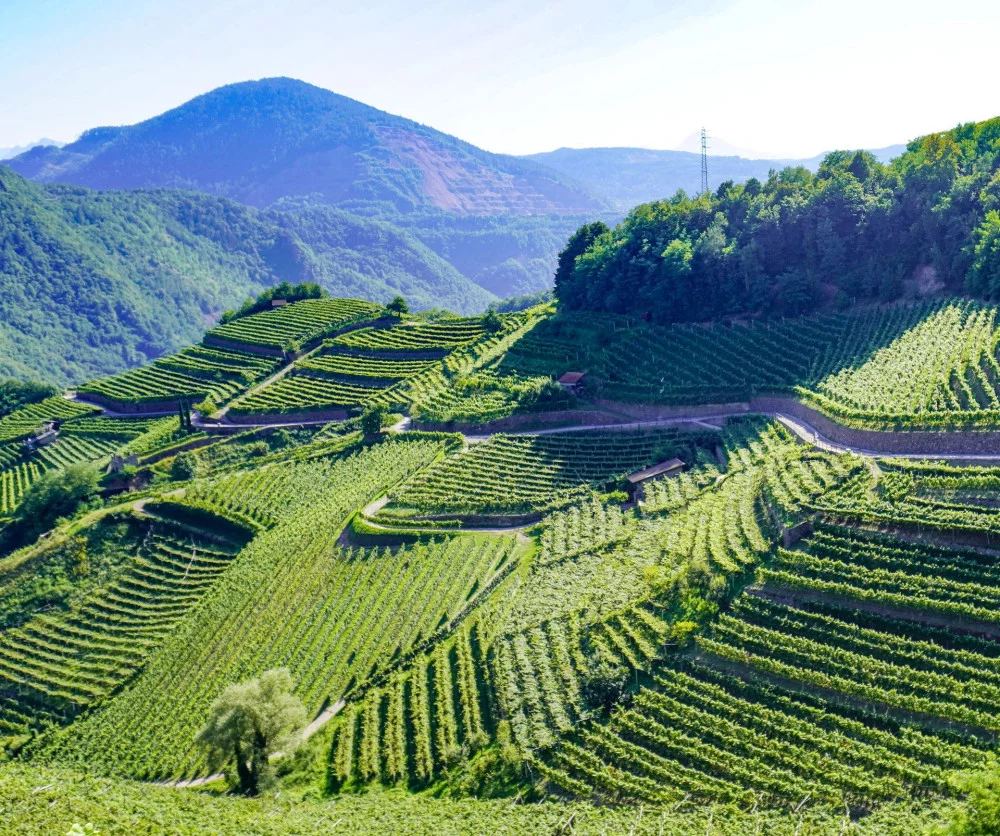 Degustazione presso la Tenuta Gottardi