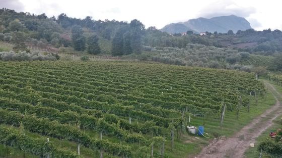 Il Cancelliere Azienda Vitivinicola Biologica