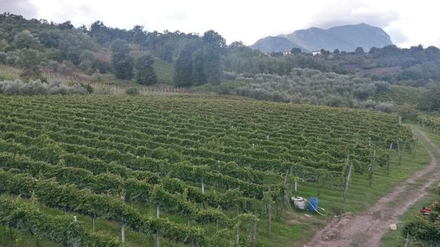 Il Cancelliere Azienda Vitivinicola Biologica