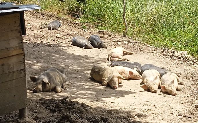 ''Salumificio Le Farne'' Suino Nero Calabrese