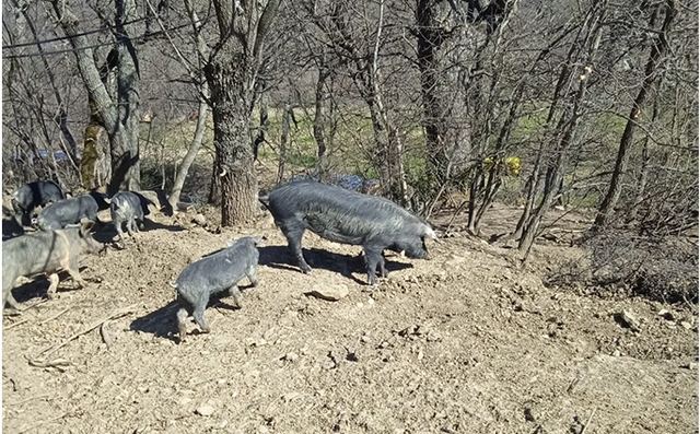 ''Salumificio Le Farne'' Suino Nero Calabrese