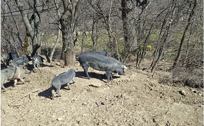 ''Salumificio Le Farne'' Suino Nero Calabrese