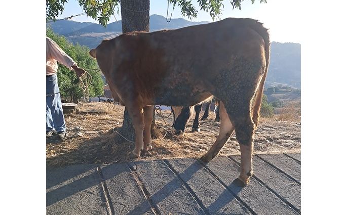 ''Salumificio Le Farne'' Suino Nero Calabrese