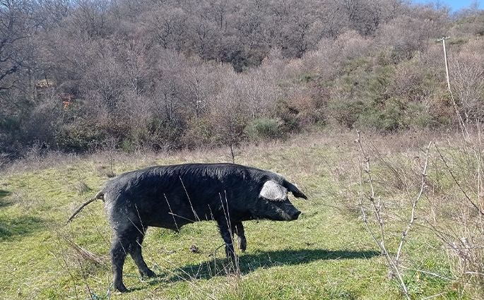 ''Salumificio Le Farne'' Suino Nero Calabrese