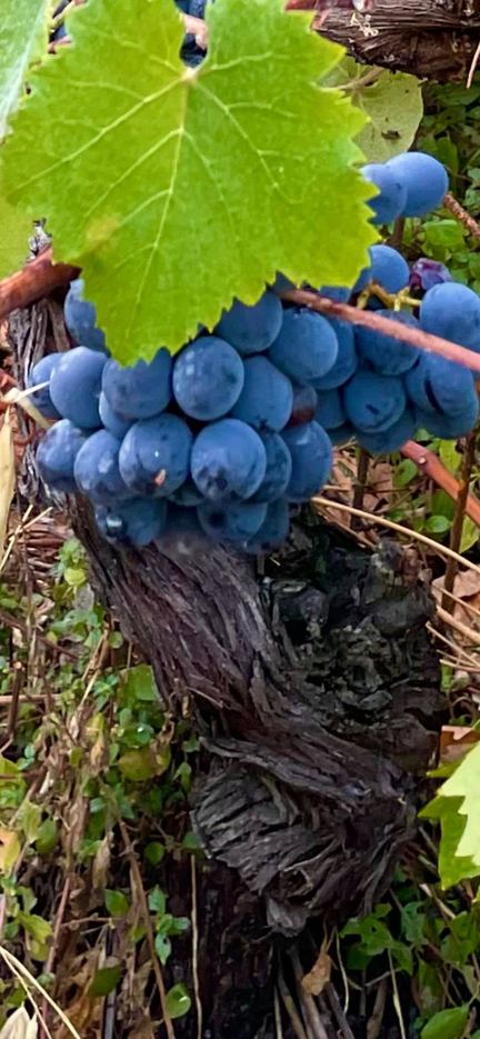 Cantina TERRE DI Levanto - ENOTECA FUORIPORTA della Cantina TERREDILEVANTO