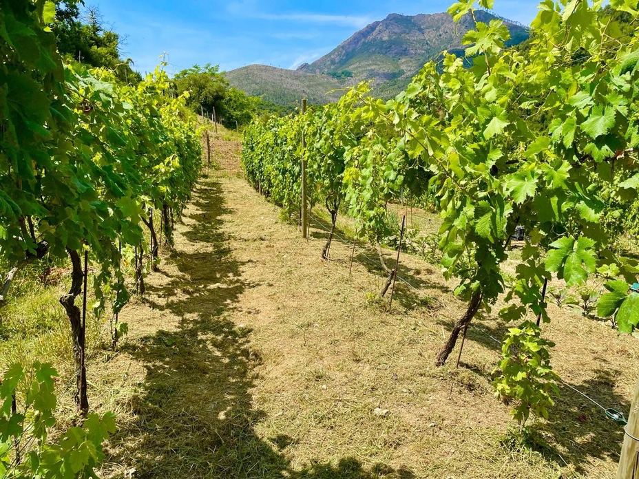 Cantina TERRE DI Levanto - ENOTECA FUORIPORTA della Cantina TERREDILEVANTO