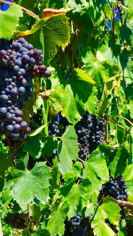 Cantina TERRE DI Levanto - ENOTECA FUORIPORTA della Cantina TERREDILEVANTO