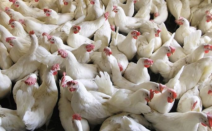 Uova bianche Società Agricola Ferioli