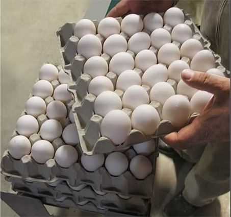 Uova biologiche Società Agricola Ferioli