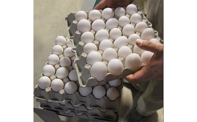 Uova biologiche Società Agricola Ferioli