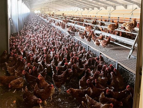 Galline Livornese bianca Società Agricola Ferioli