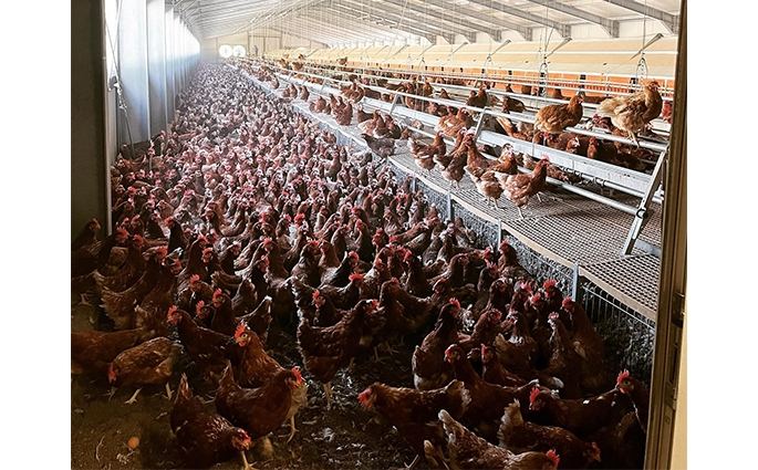 Galline Livornese bianca Società Agricola Ferioli