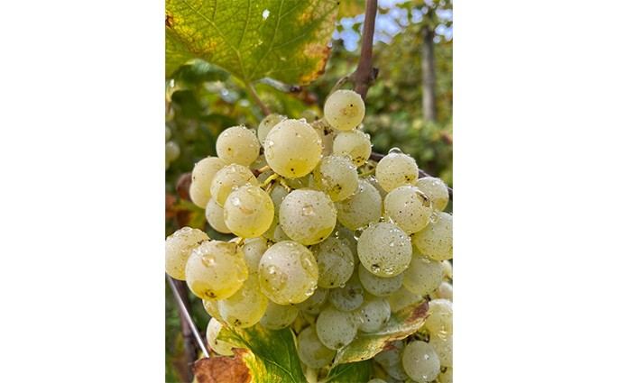 Società Agricola Vigne Matte