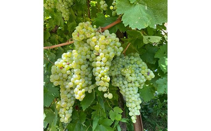 Società Agricola Vigne Matte