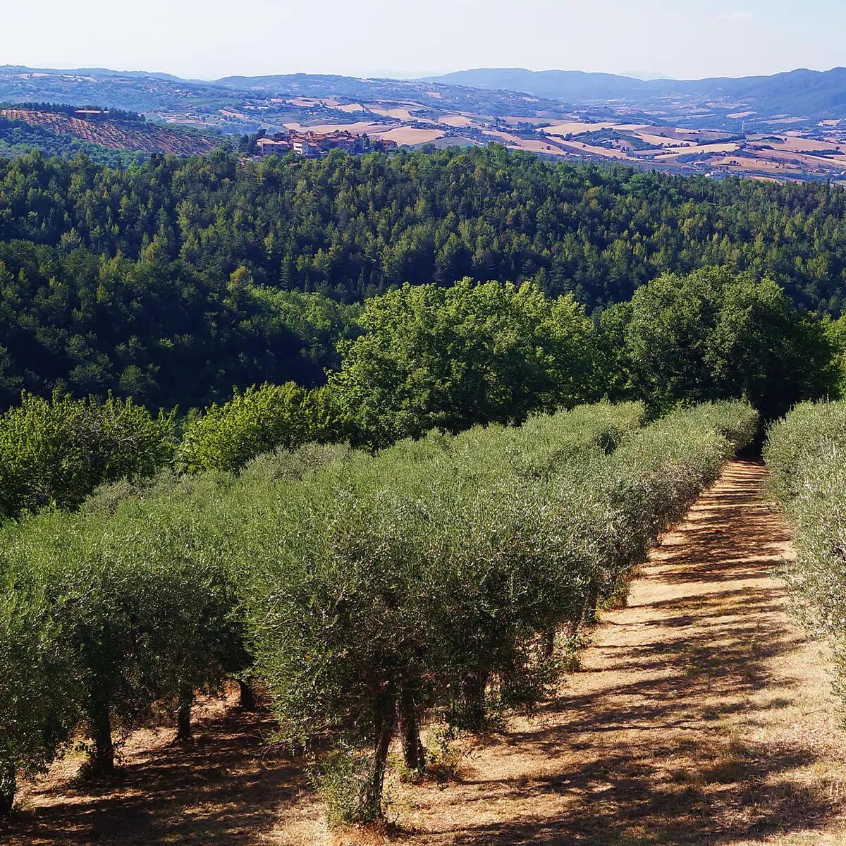 Uliveti di Goccia Umbra nelle colline umbre presso Orvieto