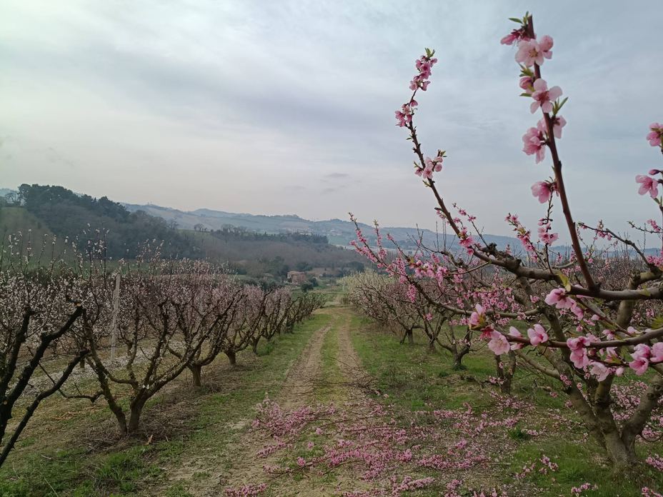 Azienda Agricola Nisi & Agriturismo Venticello Del Conero