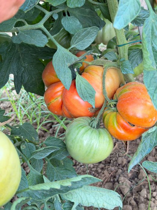 DALLA TERRA ALLA TAVOLA