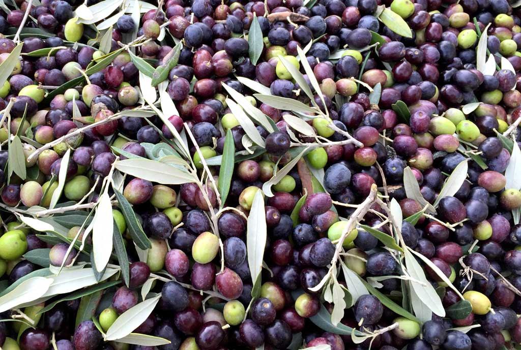 Olive raccolte per la produzione di olio extra vergine Agricola Monticelli