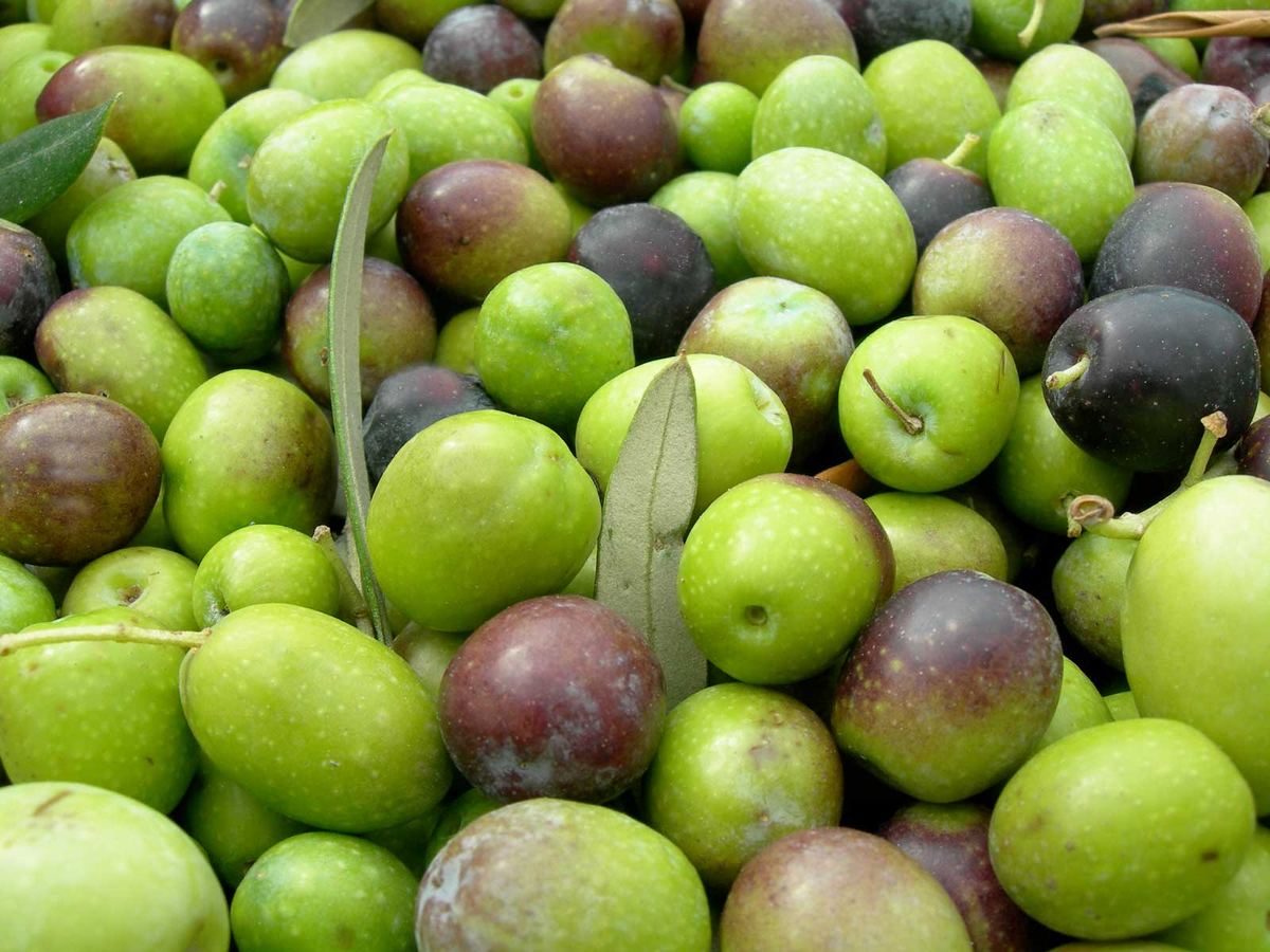 Olive Ascolane per la produzione monocultivar di Agricola Monticelli