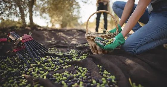 GIOVAZZINO OLIO EXTRA VERGINE DI OLIVA DEL CILENTO