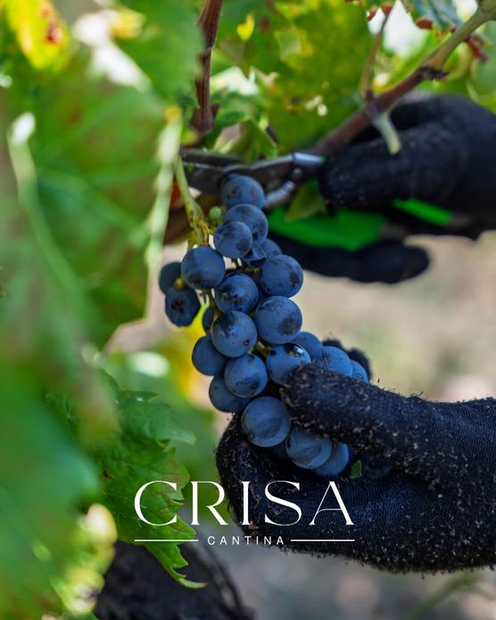 CRISA CANTINA
