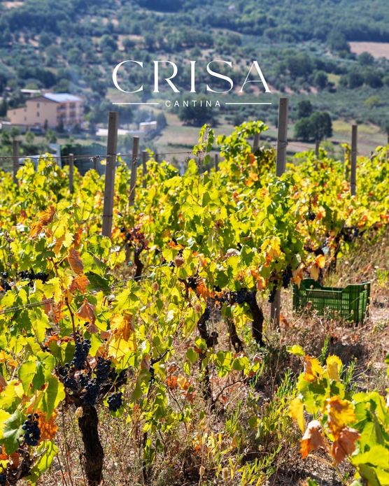 CRISA CANTINA