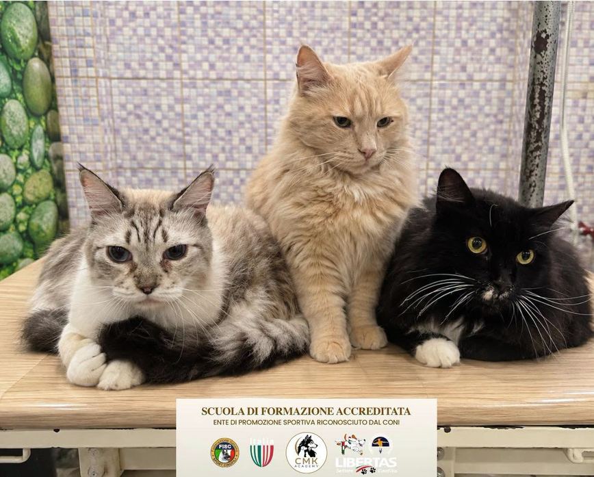 CMK Professional Grooming Style asd - Centro Addestramento - Centro Formazione per Tecnici Toelettatori - Centro SPA per animali