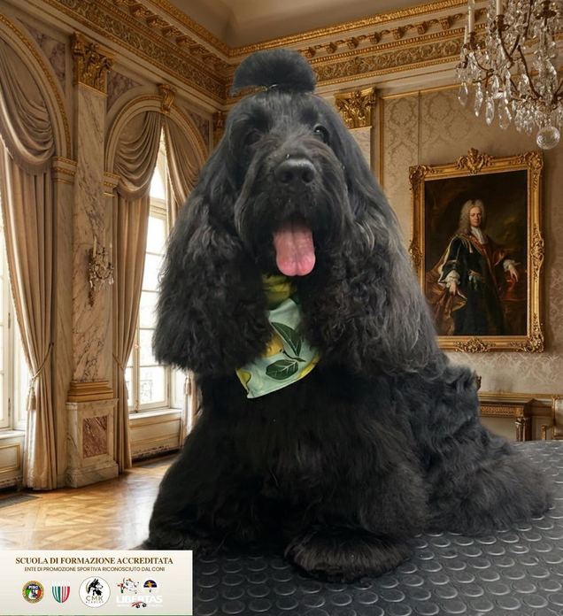 CMK Professional Grooming Style asd - Centro Addestramento - Centro Formazione per Tecnici Toelettatori - Centro SPA per animali