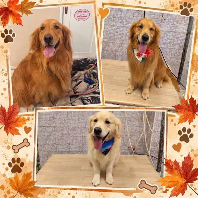 CMK Professional Grooming Style asd - Centro Addestramento - Centro Formazione per Tecnici Toelettatori - Centro SPA per animali