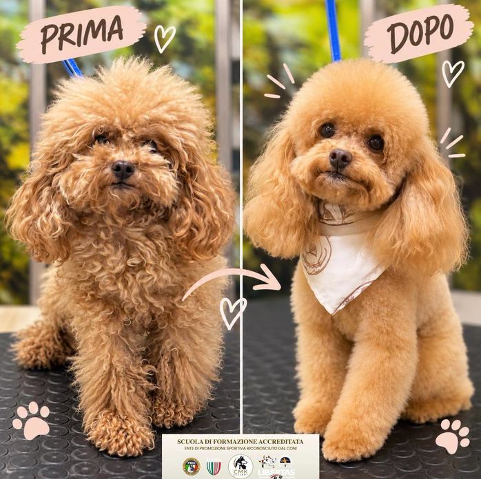 CMK Professional Grooming Style asd - Centro Addestramento - Centro Formazione per Tecnici Toelettatori - Centro SPA per animali
