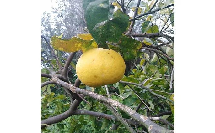 Sapori La Bella Di La Bella Ignazio