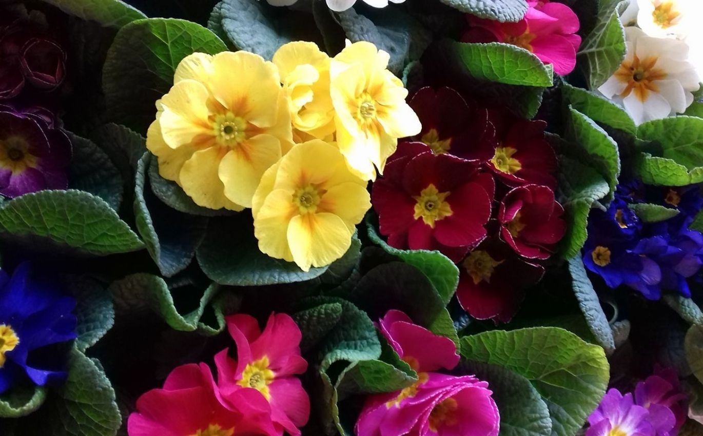 Liberty Flowers - FIORI & REGALI