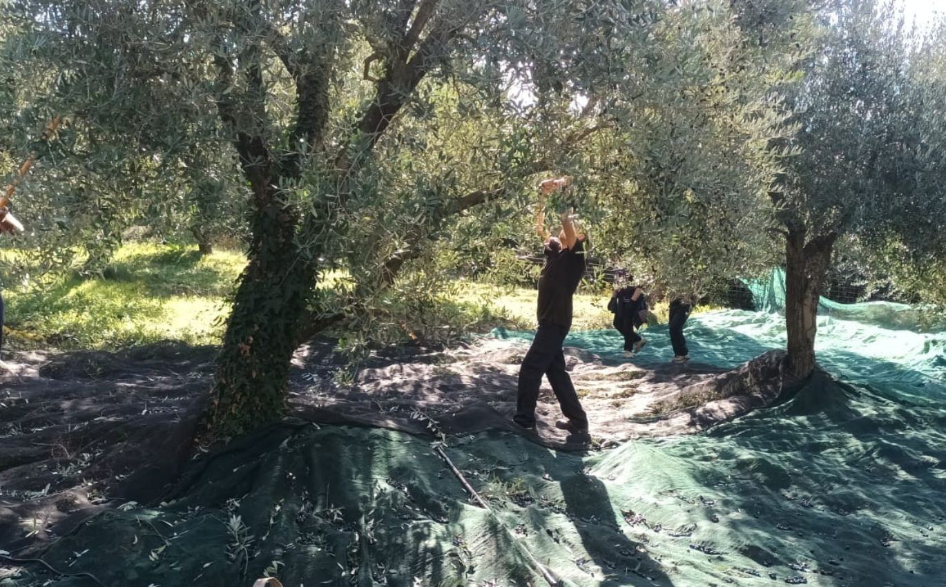 Az. Agricola Bello - DueCuori OlioEvo