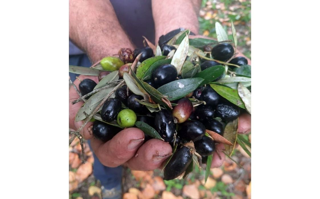 Az. Agricola Bello - DueCuori OlioEvo