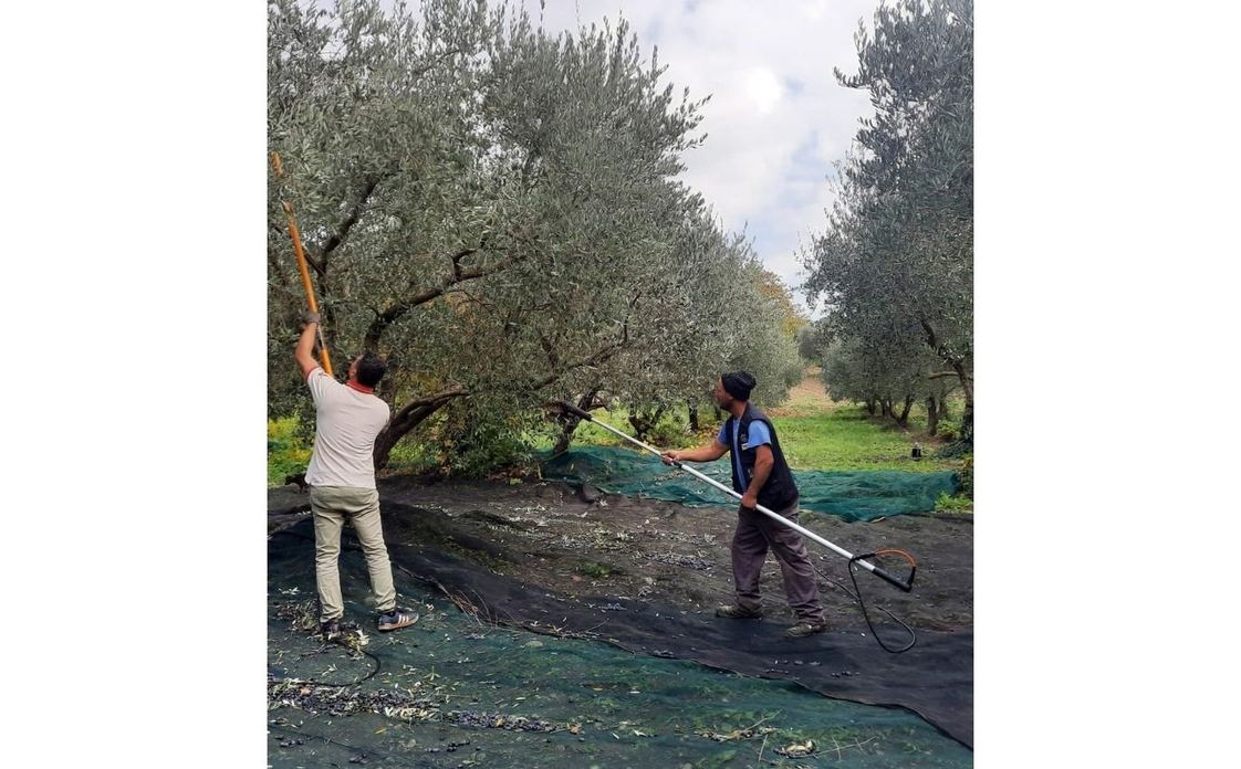 Az. Agricola Bello - DueCuori OlioEvo