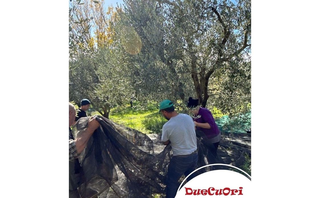 Az. Agricola Bello - DueCuori OlioEvo