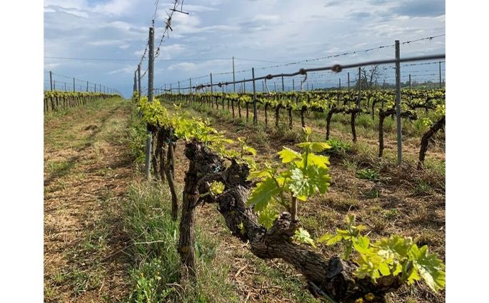 Azienda Ricci