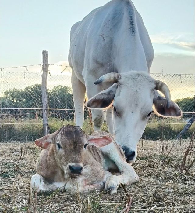 AZIENDA AGRICOLA - FLAMMINI