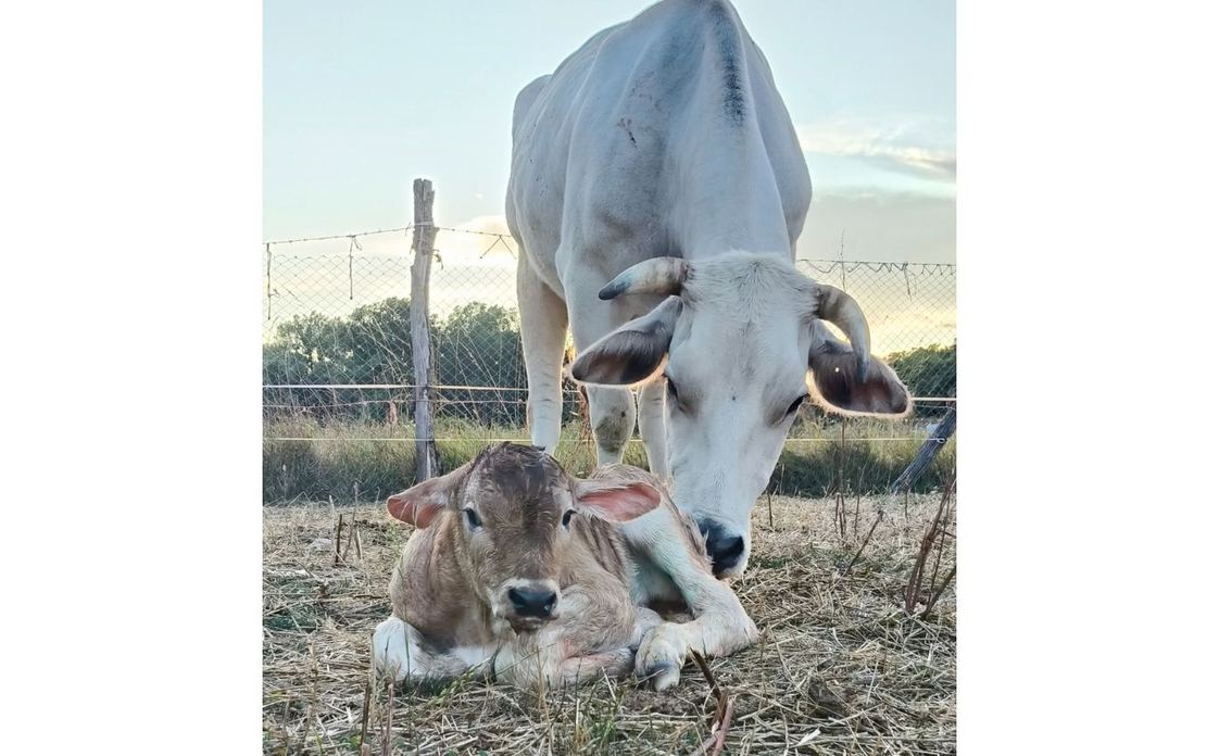 AZIENDA AGRICOLA - FLAMMINI