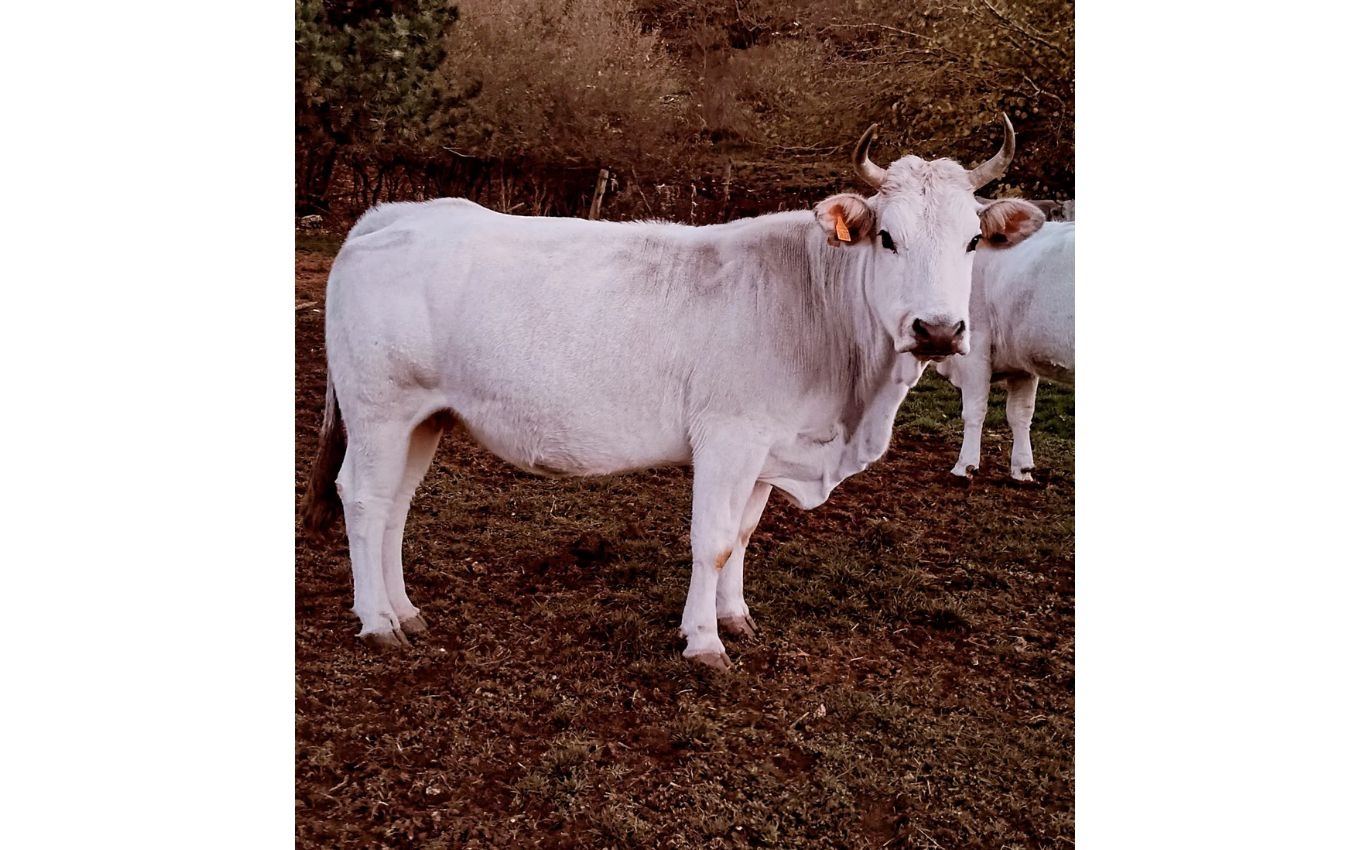 AZIENDA AGRICOLA - FLAMMINI